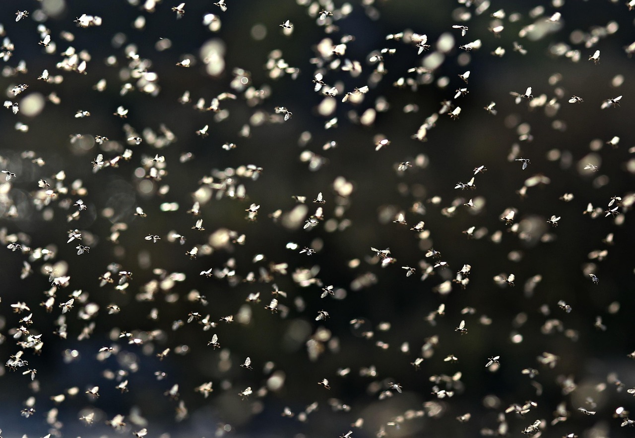 entdecken sie die faszinierende welt der könige: geschichte, macht und einfluss der monarchen von gestern und heute. erfahren sie mehr über berühmte herrscher, königliche traditionen und ihr vermächtnis.