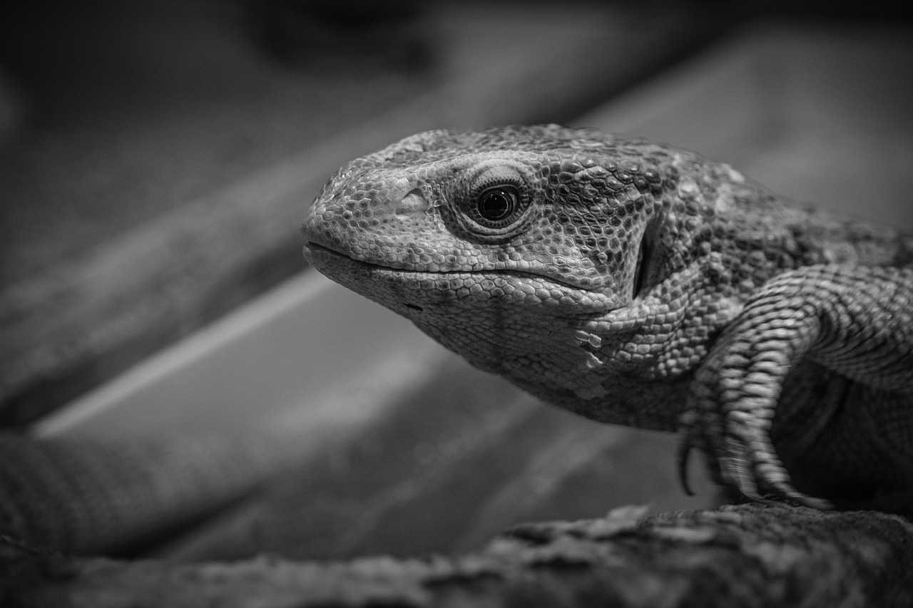 entdecken sie die vorteile von ultrawide-monitoren: breiteres sichtfeld, verbessertes multitasking und beeindruckende bildqualität für arbeit, gaming und entertainment. finden sie den perfekten ultrawide-monitor für ihre bedürfnisse.