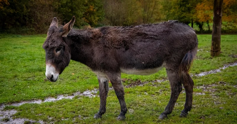 Neuen Personalausweis beantragen: Fristen, Kosten und was Sie wissen müssen