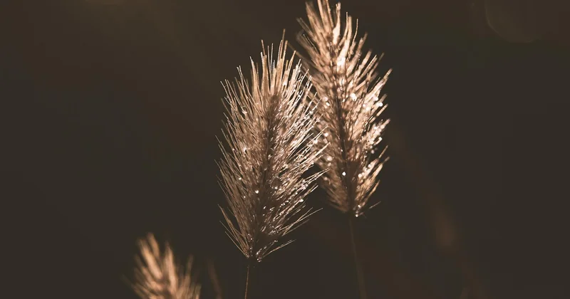 Was THCV eigentlich ist – und warum es kein „THC light" ist